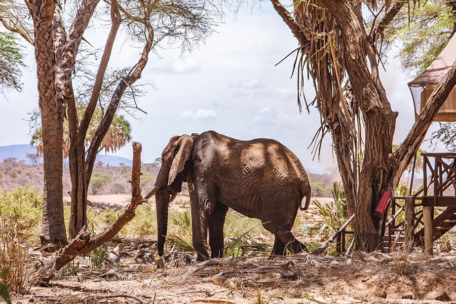 elefante-dormitorio-campamento-samburu_1