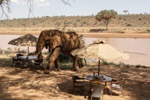 Un elefante residente hace su aparición antes del almuerzo.