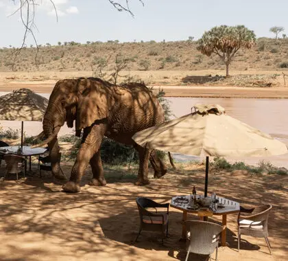 Un elefante residente hace su aparición antes del almuerzo.