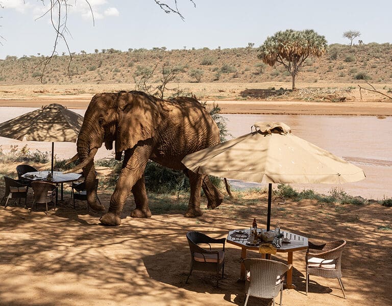 A resident elephant making an appearance before lunch.