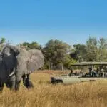 Thrilling game drives in the Moremi.