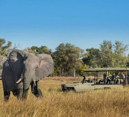 Emocionantes safaris en Moremi.
