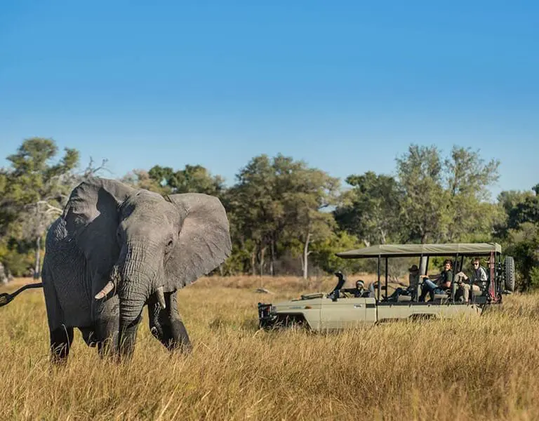 Thrilling game drives in the Moremi.