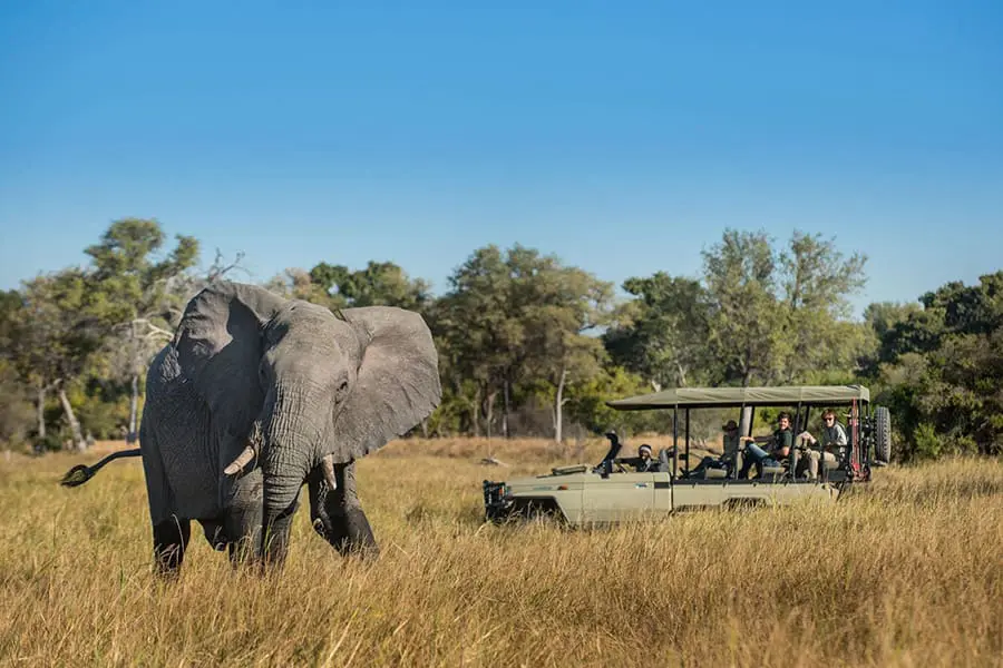 Emocionantes safaris en Moremi.