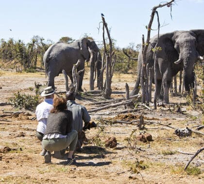 Safaris a pie guiados.