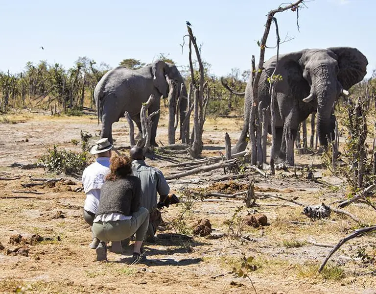 Guided walking safaris.