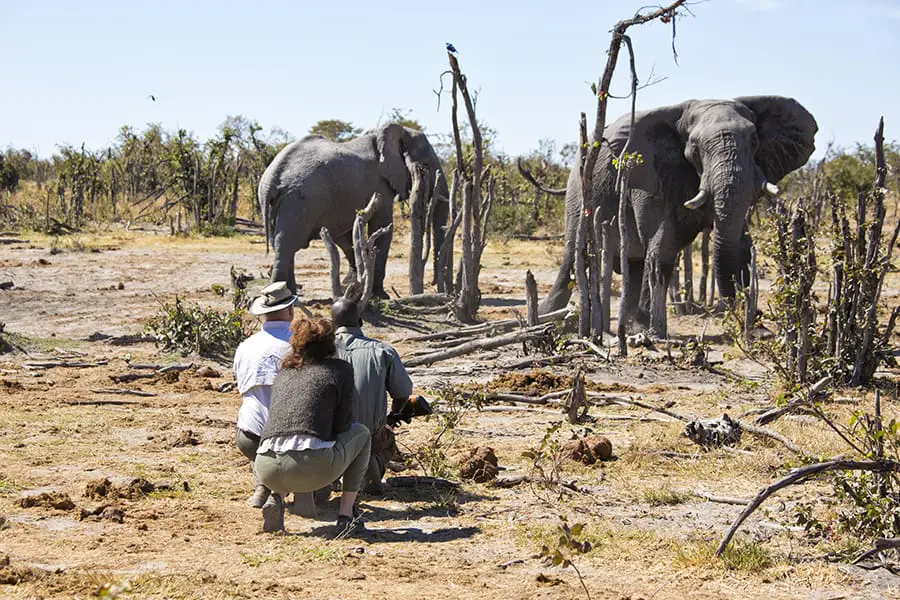 Safaris a pie guiados.