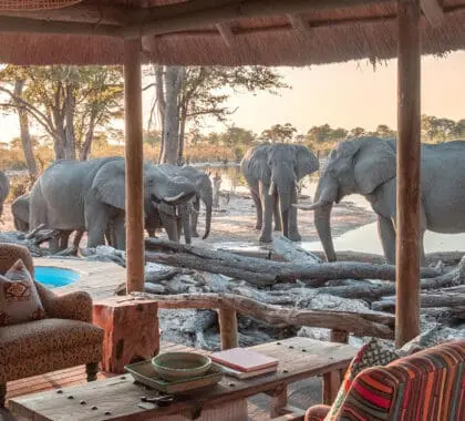 elephant-pan-botswana-banner-elephants-at-elephant-pan