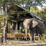 Elephant Pan tented suites often receive visitors who enjoy the acacia pods that fall around camp. 