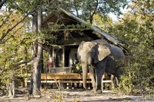 Elephant Pan tented suites often receive visitors who enjoy the acacia pods that fall around camp. 