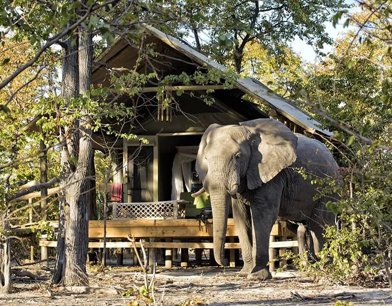 Elephant Pan tented suites often receive visitors who enjoy the acacia pods that fall around camp. 