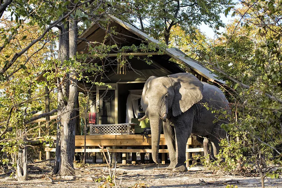 Las suites de la tienda Elephant Pan reciben a menudo visitantes que disfrutan de las vainas de acacia que caen alrededor del campamento. 
