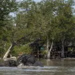 Elephants from the private concession, in the famous Khwai River area.