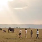 Guided walks also let you experience the thrill of seeing big game while on foot - pure safari magic!