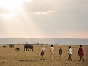 Guided walks also let you experience the thrill of seeing big game while on foot - pure safari magic!