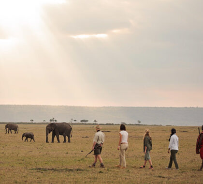 Guided walks also let you experience the thrill of seeing big game while on foot - pure safari magic!
