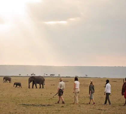 Guided walks also let you experience the thrill of seeing big game while on foot - pure safari magic!