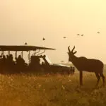 Open-sided vehicles allow everyone to get a view while on a game drive.
