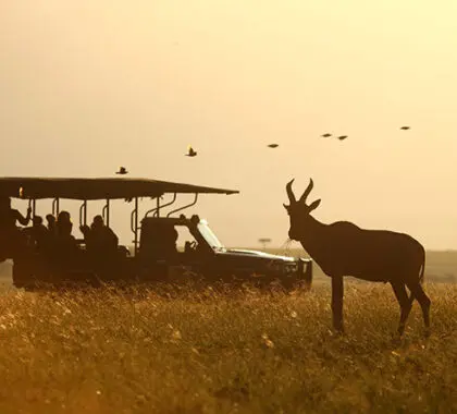 Los vehículos abiertos permiten a todo el mundo disfrutar de las vistas durante los safaris.