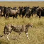 Timing your safari to coincide with the wildebeest migration assures plenty of big cat sightings.