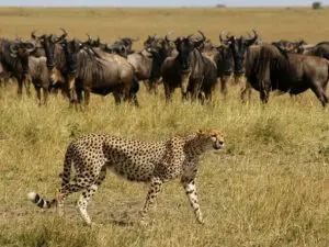 Timing your safari to coincide with the wildebeest migration assures plenty of big cat sightings.