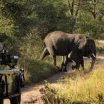 Spot the Big 5 on game drivers through the Kruger | Lion Sands