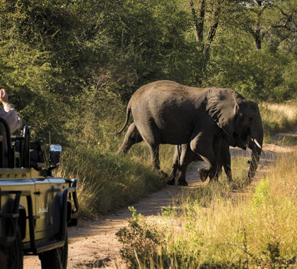 Spot the Big 5 on game drivers through the Kruger.