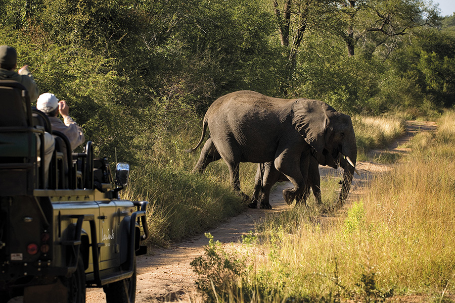 An elephant crossing the path of a game vehicle in Kruger National Park | Go2Africa