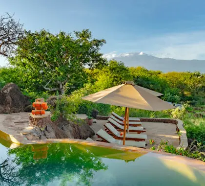Return to camp after a morning's game drive and enjoy a refreshing swim in the rim-flow pool.