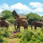 Elephants in front of Elerai Camp, Amboseli National Park.