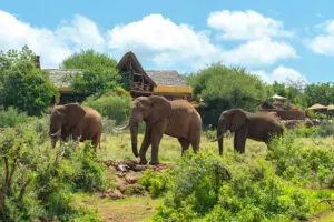 Elephants in front of Elerai Camp, Amboseli National Park.