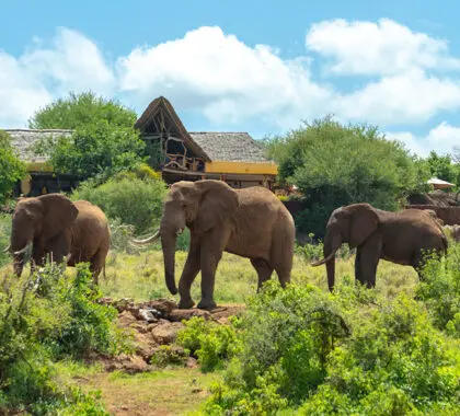 Elephants in front of Elerai Camp, Amboseli National Park.