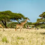 Game drives in Amboseli National Park. 
