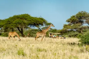 Game drives in Amboseli National Park. 