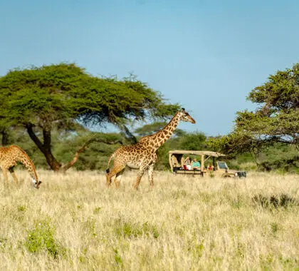 Game drives in Amboseli National Park. 
