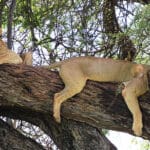 Descubra grandes felinos. 
