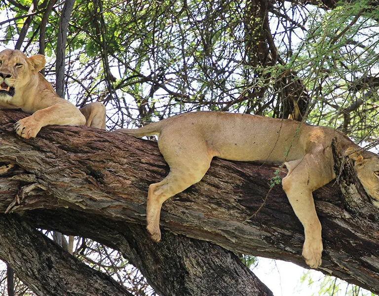 Descubra grandes felinos. 