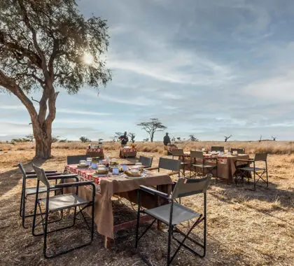 A bush lunch is a unique and beautiful setting. 
