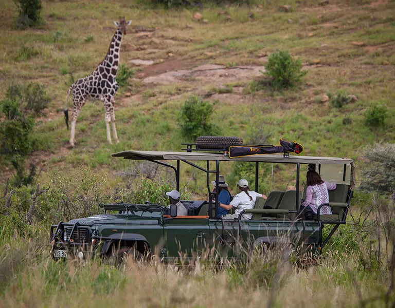 Su experiencia en la naturaleza se acompaña, por supuesto, de safaris en 4x4 en busca de grandes animales.