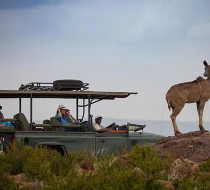 Emocionantes safaris.