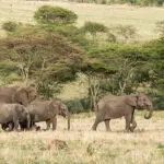 Manada de elefantes en el Serengeti.