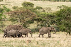 Manada de elefantes en el Serengeti.