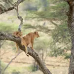 Leones trepando a los árboles en el Serengeti.