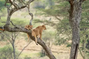 Leones trepando a los árboles en el Serengeti.