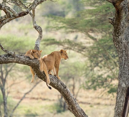 Leones trepando a los árboles en el Serengeti.