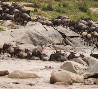 Wildebeest migration action in the Serengeti.