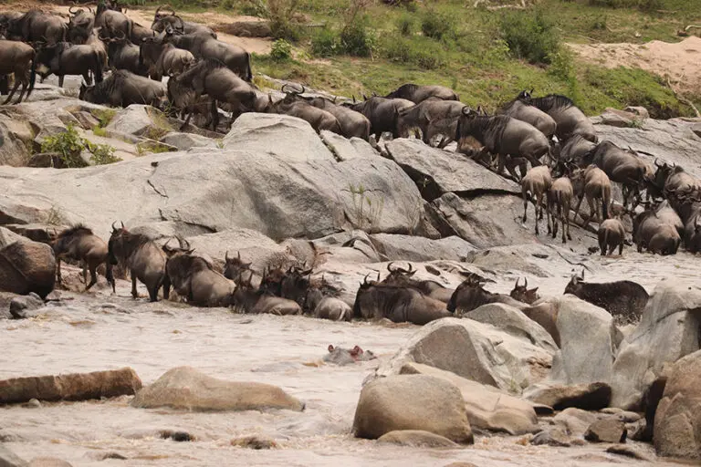 Wildebeest migration action in the Serengeti.