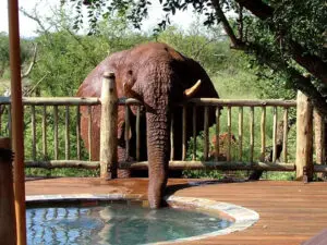 Elephant drinking from a private plunge pool at Etali Lodge in Madikwe Game Reserve, South Africa.
