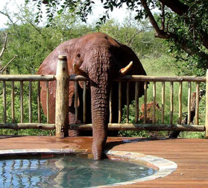 Elephant drinking from a private plunge pool at Etali Lodge in Madikwe Game Reserve, South Africa.