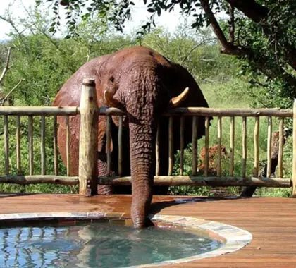 Elephant drinking from a private plunge pool at Etali Lodge in Madikwe Game Reserve, South Africa.